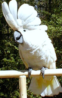 Umbrella Cockatoo